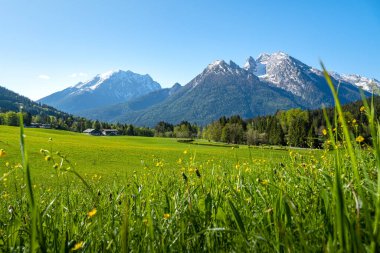 Ramsau 'da karlı Hochkalter ve Watzmann, Berchtesgaden, Bavyera, Almanya' nın önünde çiçek açan yaz çayırları.