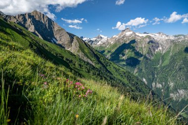 Kitzsteinhorn, Kaprun, Pinzgau, Salzburger Land, Avusturya ve Avrupa 'nın önünde çiçek açan alp gülleriyle donanımlı dağ manzarası