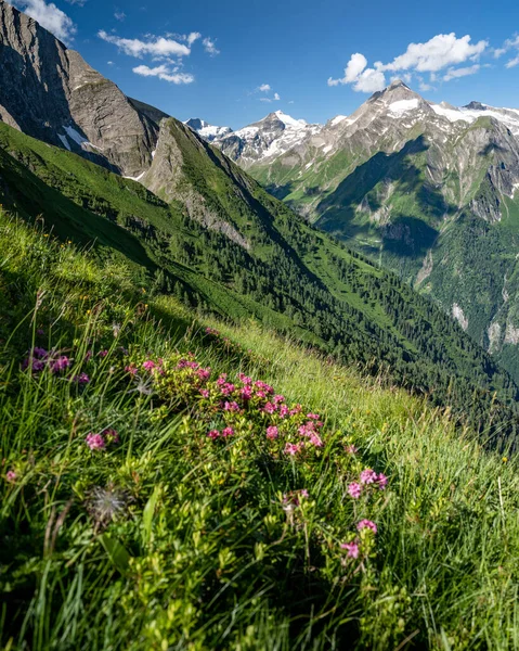 Idyllic Mountain Scenery Blooming Alpine Roses Front Kitzsteinhorn Kaprun Pinzgau — ストック写真