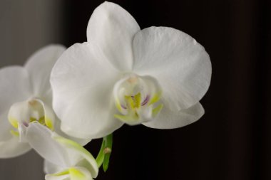 Beyaz orkideler çiçekler narin bitkiler