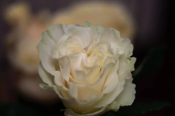Białe Róże Bukiet Tkliwość Urodziny — Zdjęcie stockowe