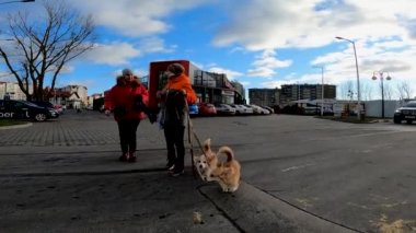 Sahipleriyle aynı kıyafetleri giyen iki Corgi.