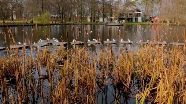 公園の湖に葦 カモメはプラットフォーム上に座って 欧州の町の秋の風景 — ストック動画