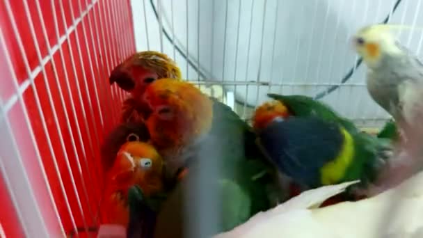 Diverses Poussins Perroquets Dans Une Cage Dans Magasin Poussins Perroquets — Video