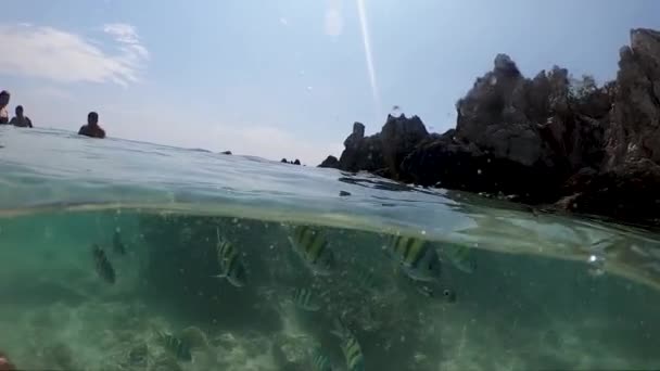 ปลาเขตร อนนอกชายฝ งของเกาะในเอเช เขตร อนในประเทศไทย — วีดีโอสต็อก