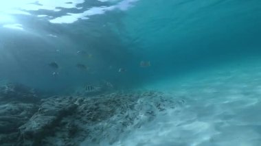 Tayland, Phuket 'teki Racha Yai adasının açıklarında sualtı yaşamı