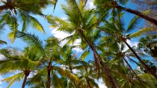 Tops Coconut Trees Sun Breaks Crowns Palm Trees Tropics — Stock Video