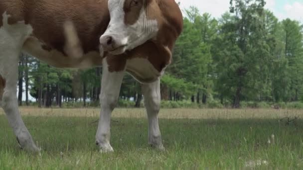 Brown Cow Eating Grass Meadow Trees — Video Stock