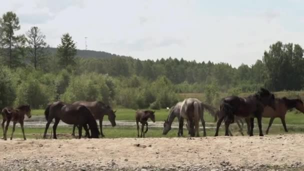 Brązowe Szare Konie Spacerują Piasku Nad Rzeką Lasem Ciągu Dnia — Wideo stockowe