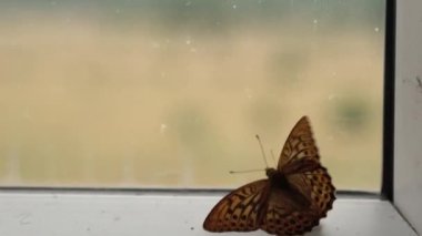 Kahverengi desenli bir kelebek kanatlarını hızla kapalı bir pencere camına doğru çırpar.