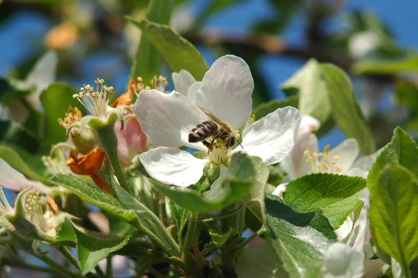 Pequeña Abeja Ocupada Recogiendo Polen Una Flor Floreciente Manzana — Foto de Stock