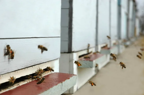 Selektywne Skupienie Pszczół Miodnych Przenoszących Pyłek Wchodzących Ula — Zdjęcie stockowe