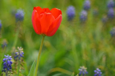 Baharda güzel sümbülü kırmızı lale tarlası, güneş ışığı, çiçekli arka plan, lalenin tepesindeki bahçe manzarası seçici odak.