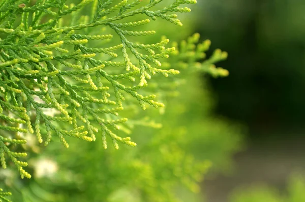 Yaygın bir selvi dalının odaksız doğa arka planında yakın plan görüntüsü