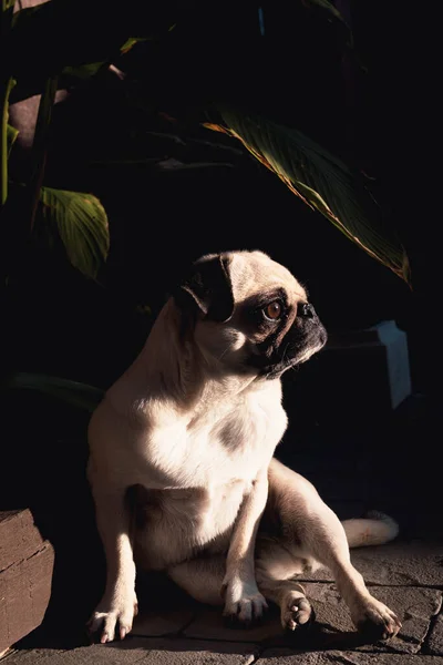 Bonito Cão Raça Pug Relaxado Sob Sombra Uma Planta Tropical — Fotografia de Stock
