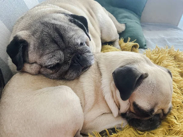 Δύο Κουτάβια Ξαπλώνουν Και Χαλαρώνουν Στον Καναπέ Δυο Αξιαγάπητα Σκυλιά — Φωτογραφία Αρχείου