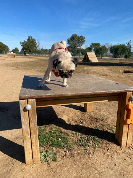 Σκύλος Στο Πάρκο Σκύλων Παγκ Ράτσα Σκυλιών Παίζει Στο Πάρκο — Φωτογραφία Αρχείου