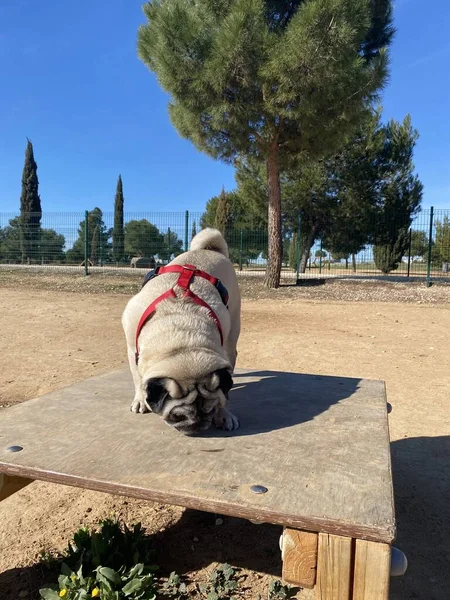 Hond Het Hondenpark Pug Ras Hond Spelen Het Hondenpark Hondenverbrandingsenergie — Stockfoto