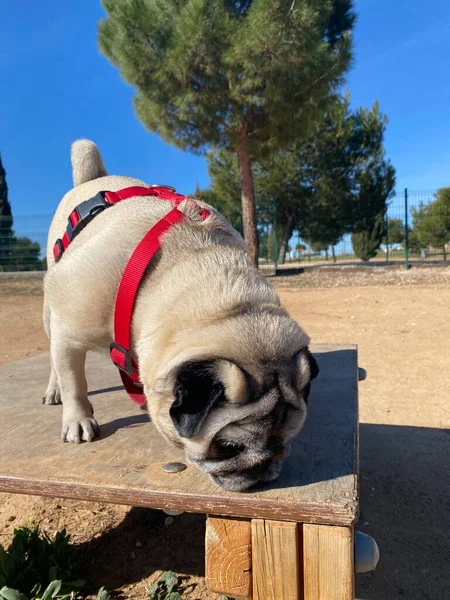 Köpek Parkındaki Köpek Köpek Parkında Oynayan Pug Cins Bir Köpek — Stok fotoğraf