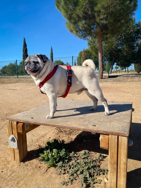 Dog in the dog park. Pug breed dog playing in the dog park. Dog burning energy in the park.