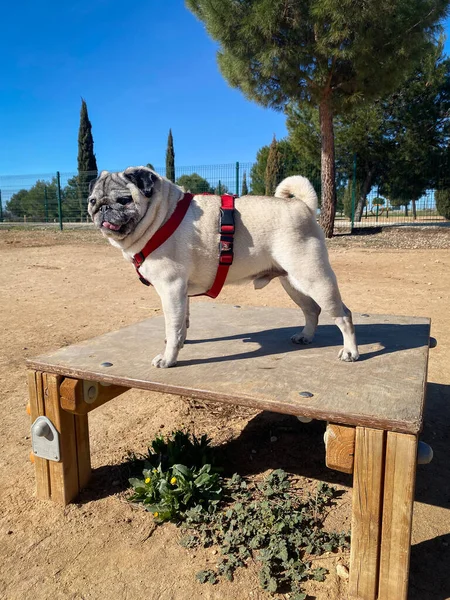 Dog in the dog park. Pug breed dog playing in the dog park. Dog burning energy in the park.