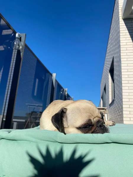 Mały Pies Rasy Mops Leżący Tarasie Relaksujący Się Słońcu — Zdjęcie stockowe