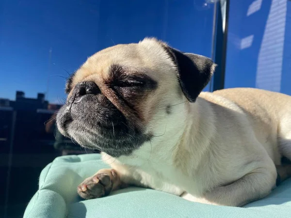 Pequeño Perro Raza Pug Tumbado Terraza Relajándose Sol — Foto de Stock