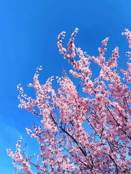 Mandelbäume Voller Blüte Bäume Und Äste Voller Blumen Mandelbäume Frühling — Stockfoto