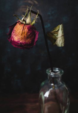 Karanlık bir arka planda vazoda kurumuş gül. Kuru ve ölü gül