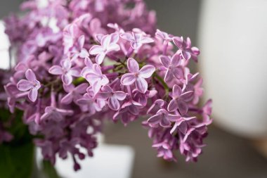 Taze leylak buketi. Güzel leylak çiçekleri çiçek arkaplanı