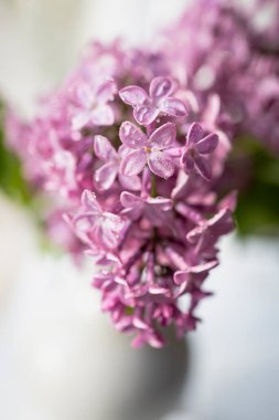 Taze leylak buketi. Güzel leylak çiçekleri çiçek arkaplanı