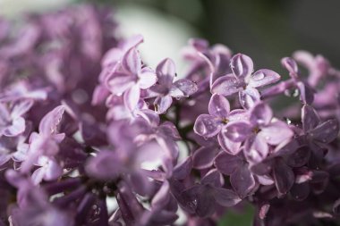 Taze leylak buketi. Güzel leylak çiçekleri çiçek arkaplanı