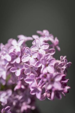 Taze leylak buketi. Güzel leylak çiçekleri çiçek arkaplanı
