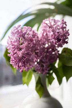 Taze leylak buketi. Güzel leylak çiçekleri çiçek arkaplanı