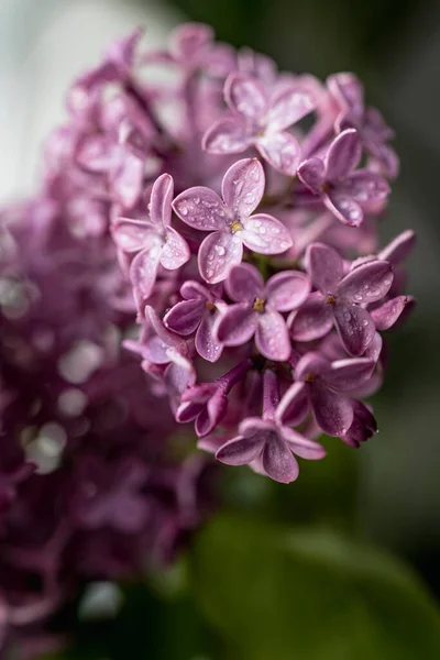 Profumo Fresco Lilla Bellissimi Fiori Lilla Bouquet Sfondo — Foto Stock