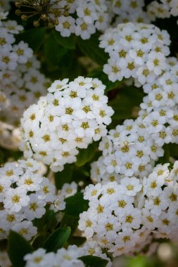 Lobularia maritima çiçekleri (alyssum maritimum, tatlı Alyssum, tatlı Alison). Çiçek açan bahar çiçekleri.