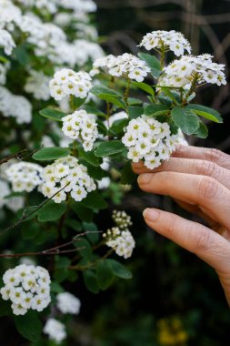 Lobularia maritima çiçekleri (alyssum maritimum, tatlı Alyssum, tatlı Alison). Çiçek açan bahar çiçekleri.