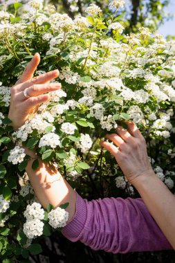 Lobularia maritima çiçekleri (alyssum maritimum, tatlı Alyssum, tatlı Alison). Çiçek açan bahar çiçekleri.