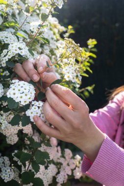 Lobularia maritima çiçekleri (alyssum maritimum, tatlı Alyssum, tatlı Alison). Çiçek açan bahar çiçekleri.