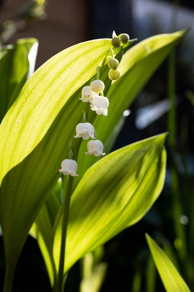 Κρίνο Της Κοιλάδας Είναι Ένα Μικρό Λευκό Λουλούδι Σχήμα Καμπάνας — Φωτογραφία Αρχείου