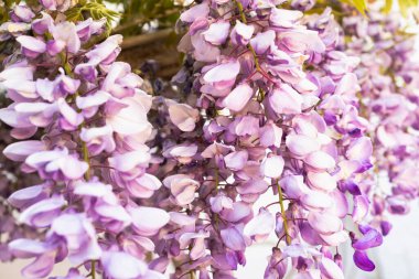 Bahar bahçesinde çiçek açan Wistaria dalı. Bahar aylarında mor salkım çiçeği..