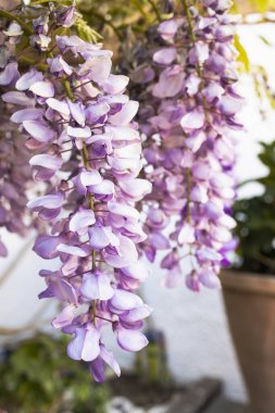 Bahar bahçesinde çiçek açan Wistaria dalı. Bahar aylarında mor salkım çiçeği..