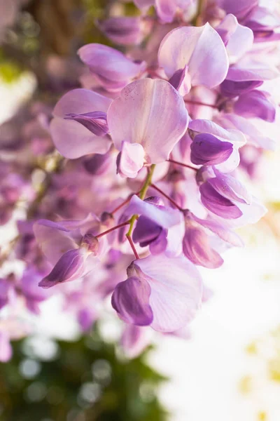 Bloeiende Wistaria Tak Lenteboomgaard Paarse Bloemwisteria Het Voorjaar — Stockfoto