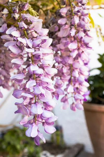 Bahar bahçesinde çiçek açan Wistaria dalı. Bahar aylarında mor salkım çiçeği..