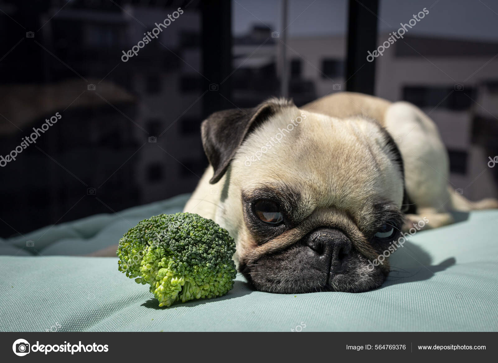 Pug broccoli cheap