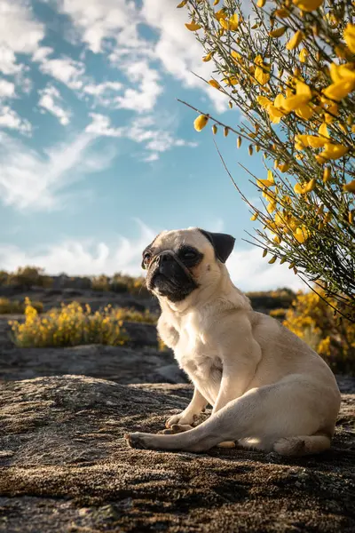 Pug Breed Dog Sitting Field Enjoying Sunset Unleash Calm Dog — Foto Stock