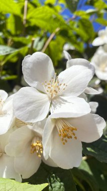 Hughdelphus coronarius (tatlı, sahte turuncu, İngiliz köpek ağacı). Zengin kokulu beyaz çiçekli çalılar.
