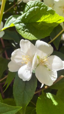 Hughdelphus coronarius (tatlı, sahte turuncu, İngiliz köpek ağacı). Zengin kokulu beyaz çiçekli çalılar.