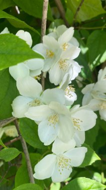 Hughdelphus coronarius (tatlı, sahte turuncu, İngiliz köpek ağacı). Zengin kokulu beyaz çiçekli çalılar.