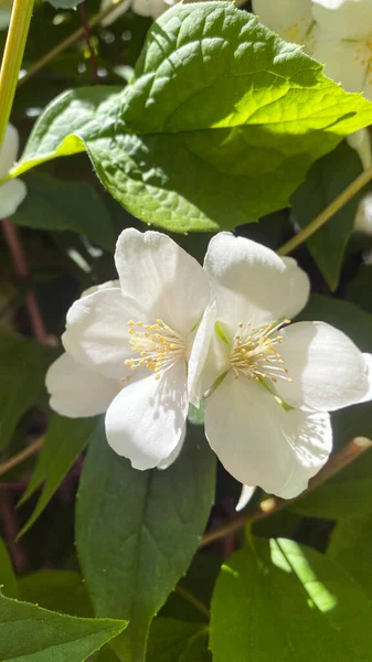 Hughdelphus coronarius (tatlı, sahte turuncu, İngiliz köpek ağacı). Zengin kokulu beyaz çiçekli çalılar.